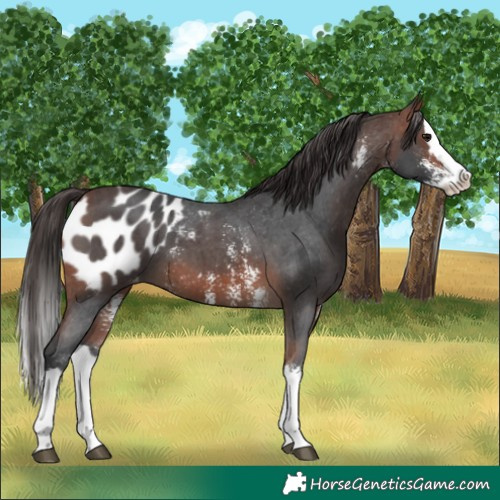 Horse Color:Bay Sabino Splash Blanket