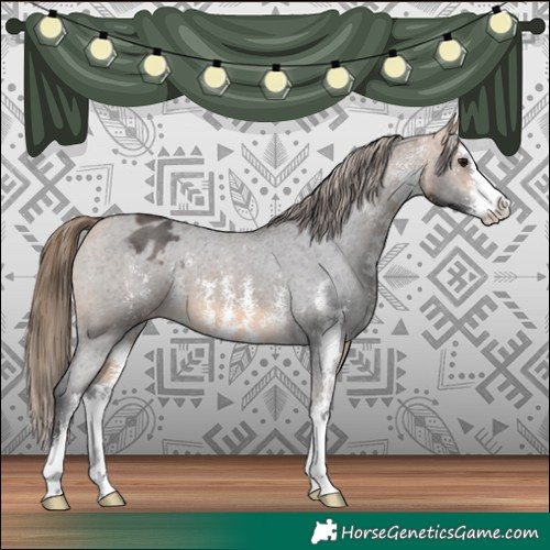 Horse Color:Buckskin Sabino Appaloosa 