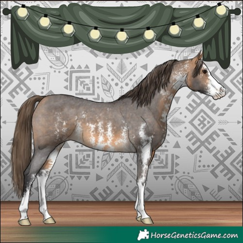 Horse Color:Buckskin Sabino Appaloosa 