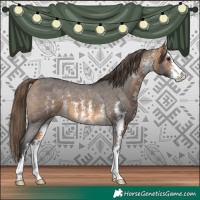 Horse Color:Buckskin Sabino Appaloosa