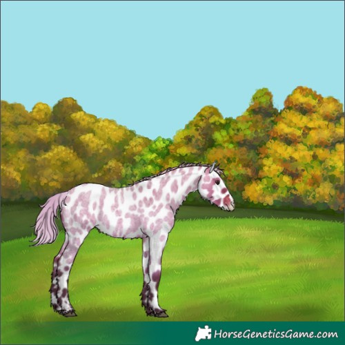 Horse Color:Silver Brown Roan Dun Leopard 