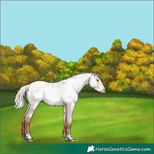 Horse Color:Silver Sable Champagne Roan Dun Frame Near Leopard 