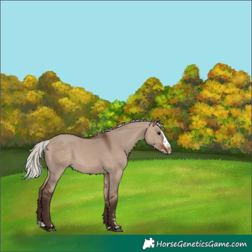 Horse Color:Unknown 