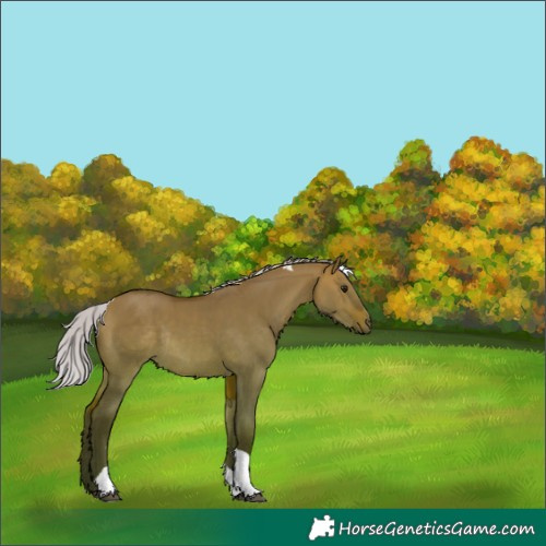 Horse Color:Silver Bay Dun Tobiano Rabicano 