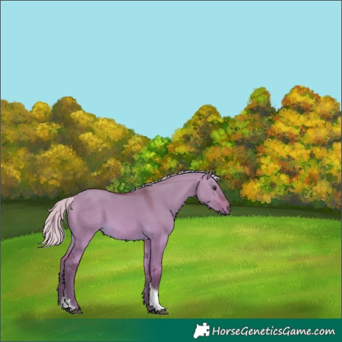 Horse Color:Silver Buckskin Dun Tobiano 