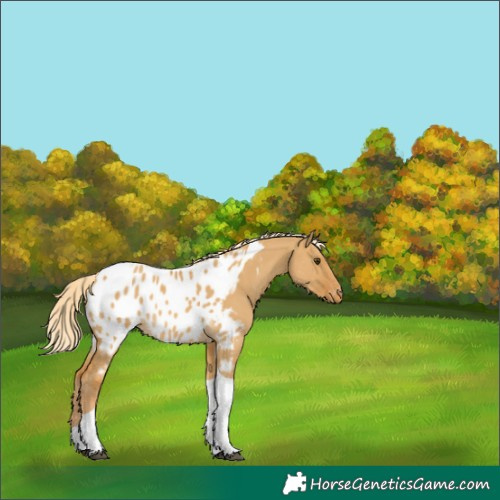 Horse Color:Palomino Dun Tobiano Appaloosa 