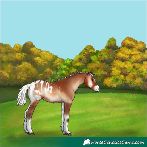Horse Color:White Spotted Silver Bay Onyx Appaloosa 