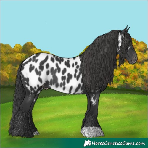 Horse Color:Black Appaloosa Rabicano 