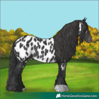 Horse Color:Black Near Leopard Rabicano 