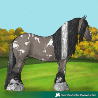 Horse Color:White Spotted Grullo