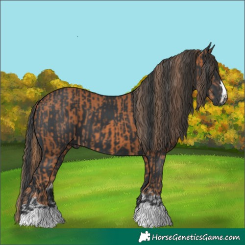 Horse Color:Chestnut and Black