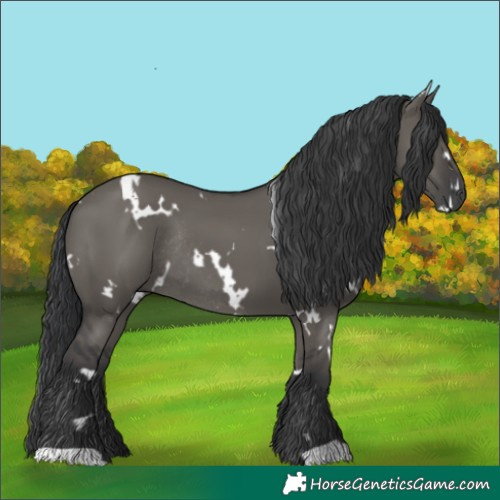 Horse Color:White Spotted Grullo Rabicano