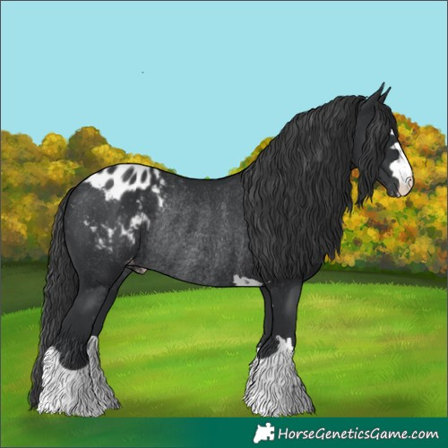 Horse Color:Black Blanket Rabicano 