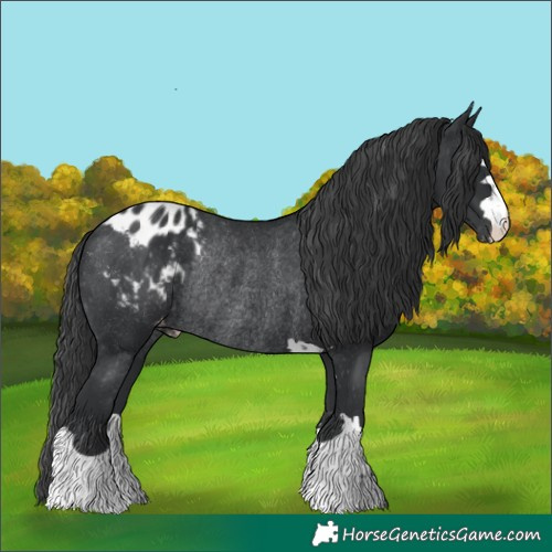 Horse Color:Black Appaloosa Rabicano