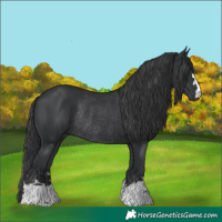 Horse Color:Black Rabicano