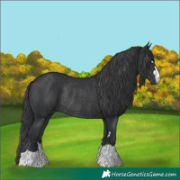 Horse Color:Black Rabicano