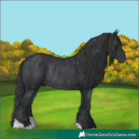 Horse Color:Black Rabicano