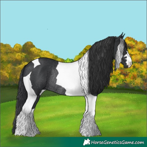 Horse Color:Black Tobiano Rabicano 