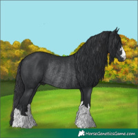 Horse Color:Black Rabicano 