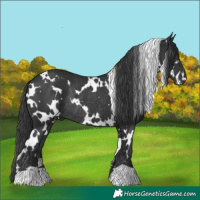 Horse Color:White Spotted Black Rabicano 