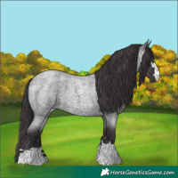 Horse Color:Smoky Blue Roan