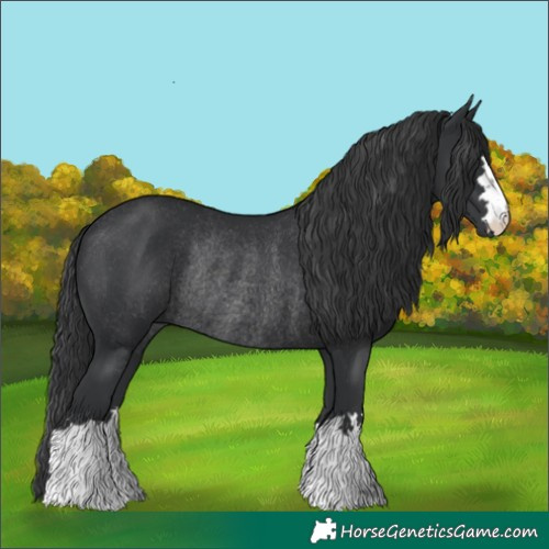 Horse Color:Black Rabicano 
