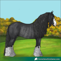 Horse Color:Black Rabicano 