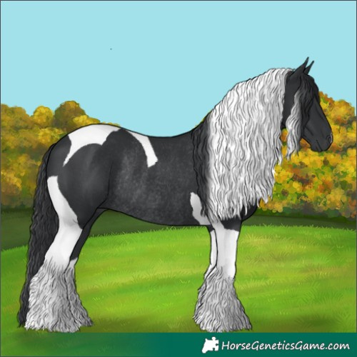 Horse Color:Black Tobiano Rabicano 