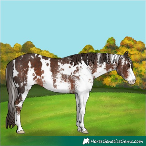 Horse Color:White Spotted Liver Chestnut Rabicano 