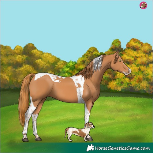 Horse Color:Chestnut Splash Tobiano 