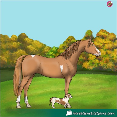 Horse Color:Chestnut Splash Tobiano 