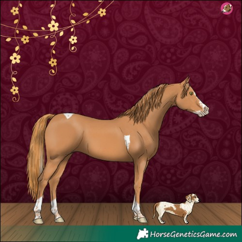 Horse Color:Chestnut Splash Tobiano 