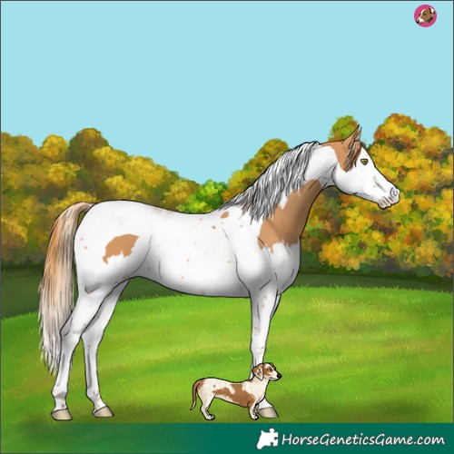 Horse Color:Chestnut Splash Tobiano