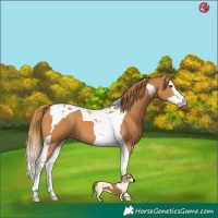 Horse Color:Chestnut Splash Tobiano 