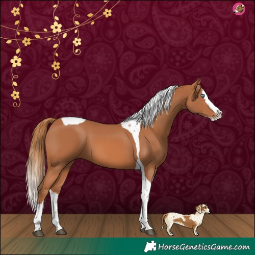 Horse Color:Chestnut Splash Tobiano