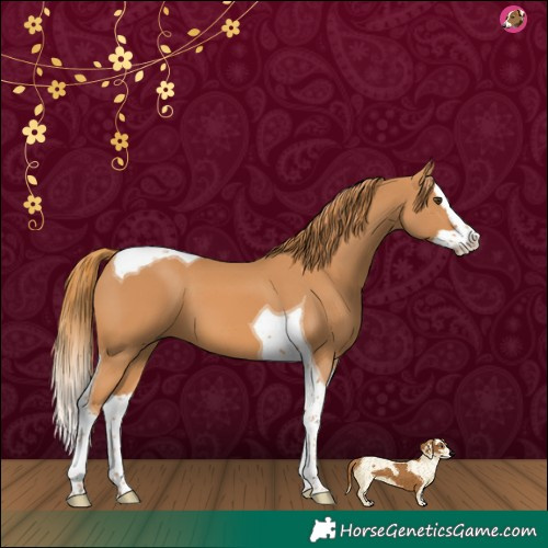 Horse Color:Chestnut Splash Tobiano 