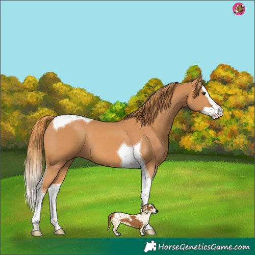 Horse Color:Chestnut Splash Tobiano