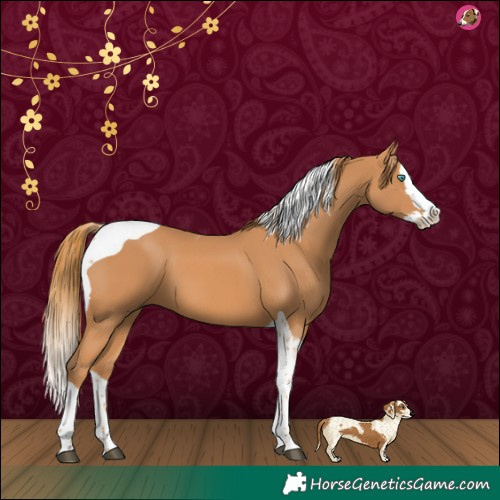 Horse Color:Chestnut Splash Tobiano 