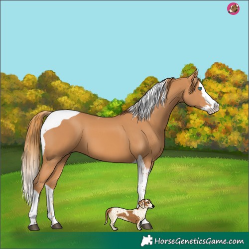 Horse Color:Chestnut Splash Tobiano 
