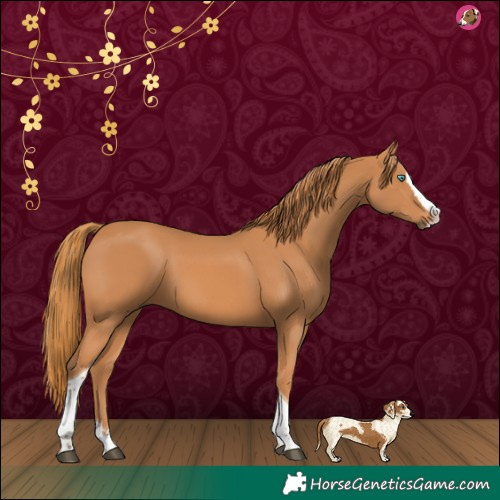 Horse Color:Chestnut Splash Tobiano 