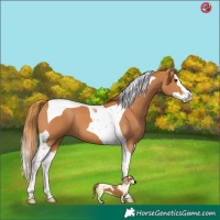 Horse Color:Chestnut Splash Tobiano