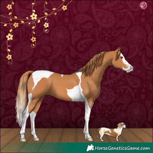 Horse Color:Chestnut Splash Tobiano