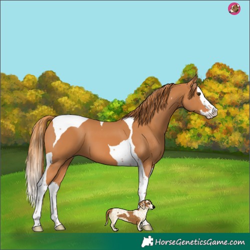 Horse Color:Chestnut Splash Tobiano 