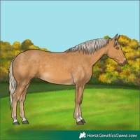 Horse Color:Palomino 