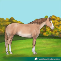 Horse Color:Gold Champagne Splash