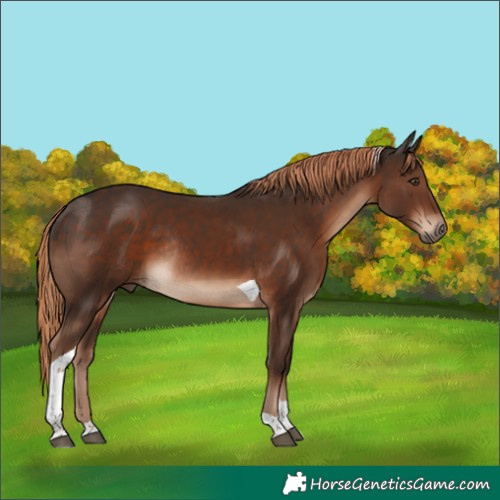 Horse Color:Liver Chestnut Tobiano Rabicano 