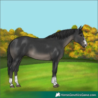 Horse Color:Black 