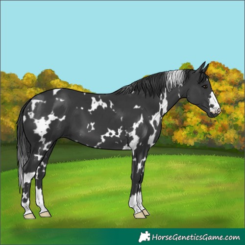 Horse Color:White Spotted Black 