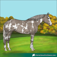 Horse Color:White Spotted Silver Grullo Rabicano
