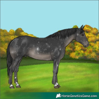 Horse Color:Black 